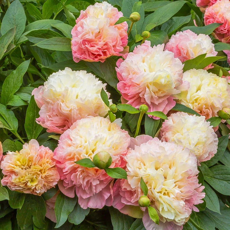 Lois' Choice Peony